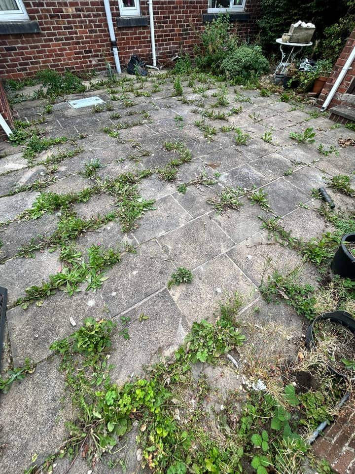 Back yard of concrete flags overrun with weeds growing through every joint
