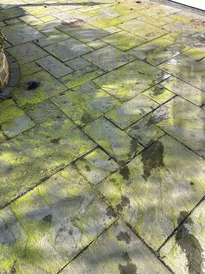 Stone patio slabs covered in bright green algae, in dappled sunlight