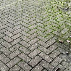 Grey block paving with green moss filling the joints