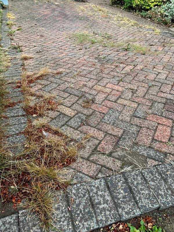 Block paving with grass and weeds growing thickly along the joints